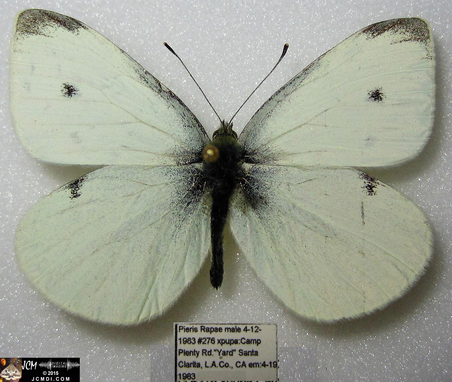 Cabbage Butterfly (Pieris rapae) adult insect, mounted male